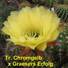 Tr. Chromgelb x Graesers Erfolg.4.0.jpg 